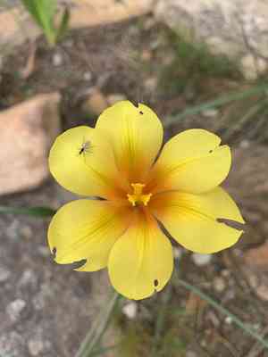Apricot tulip(Moraea ochroleuca)