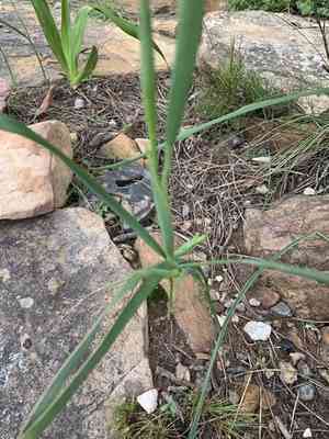 Apricot tulip(Moraea ochroleuca)