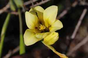 Apricot tulip(Moraea ochroleuca)