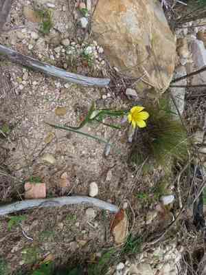 Apricot tulip(Moraea ochroleuca)