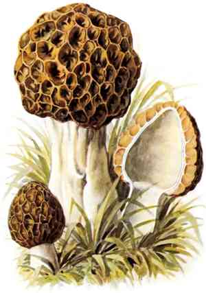 Yellow morel(Morchella esculenta)