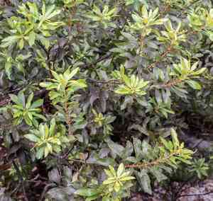 Wax myrtle(Morella cerifera)