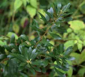 Wax myrtle(Morella cerifera)