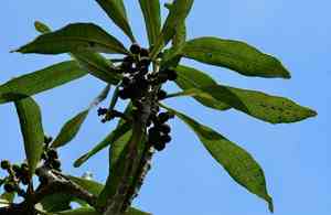 Wax myrtle(Morella cerifera)