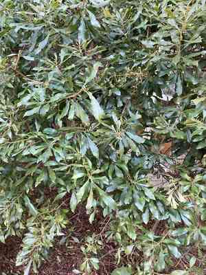 Wax myrtle(Morella cerifera)