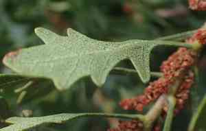 Oak waxberry(Morella quercifolia)