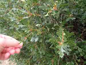 Oak waxberry(Morella quercifolia)