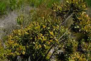 Oak waxberry(Morella quercifolia)