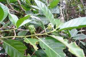 Noni(Morinda citrifolia)