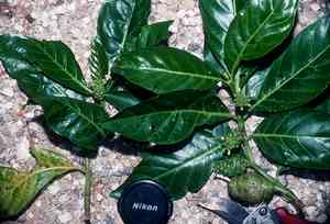 Noni(Morinda citrifolia)