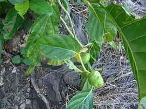 Noni(Morinda citrifolia)