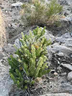 Utah mortonia(Mortonia utahensis)