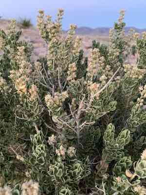 Utah mortonia(Mortonia utahensis)