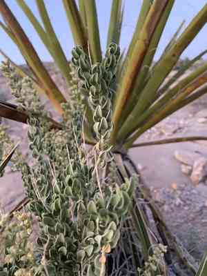 Utah mortonia(Mortonia utahensis)