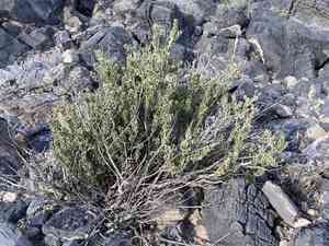 Utah mortonia(Mortonia utahensis)