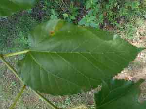Mulberries (Morus)(Morus)