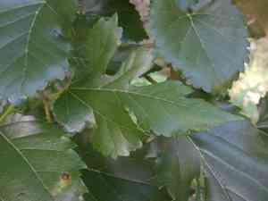 Mulberries (Morus)(Morus)