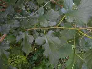 Mulberries (Morus)(Morus)