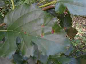 Mulberries (Morus)(Morus)