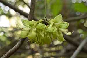 Sea bean(Mucuna gigantea)