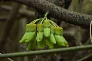 Sea bean(Mucuna gigantea)