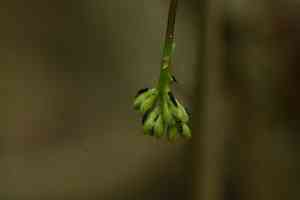 Sea bean(Mucuna gigantea)