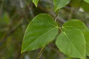 Sea bean(Mucuna gigantea)