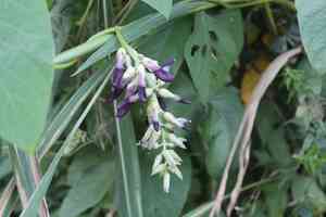 Velvet bean(Mucuna pruriens)