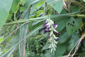 Velvet bean(Mucuna pruriens)