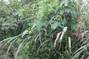 Velvet bean(Mucuna pruriens)