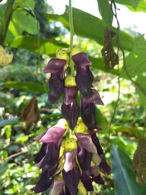 Velvet bean(Mucuna pruriens)