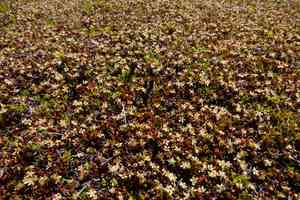 Creeping wire vine(Muehlenbeckia axillaris)