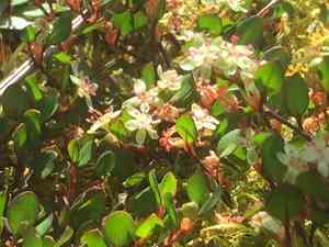 Creeping wire vine(Muehlenbeckia axillaris)