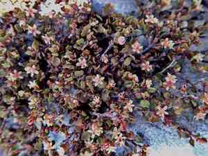 Creeping wire vine(Muehlenbeckia axillaris)
