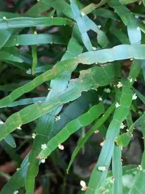 Tapeworm plant(Muehlenbeckia platyclada)
