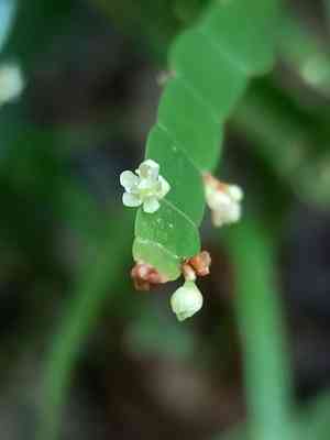 Tapeworm plant(Muehlenbeckia platyclada)