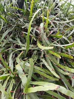 Tapeworm plant(Muehlenbeckia platyclada)