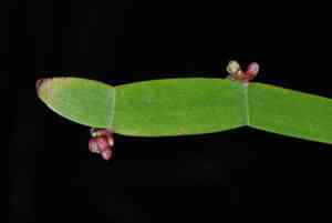 Tapeworm plant(Muehlenbeckia platyclada)