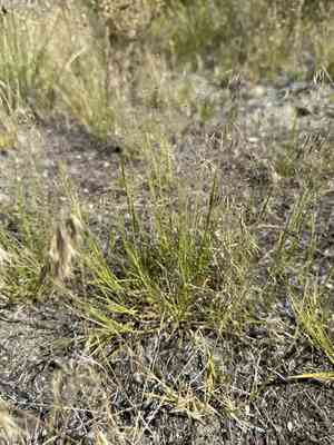 Scratch grass(Muhlenbergia asperifolia)