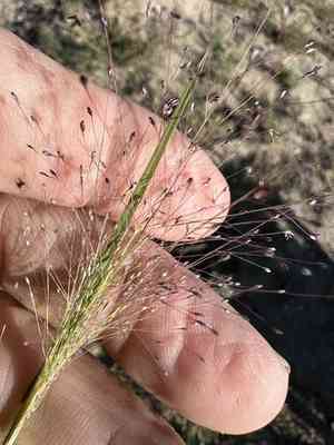 Scratch grass(Muhlenbergia asperifolia)