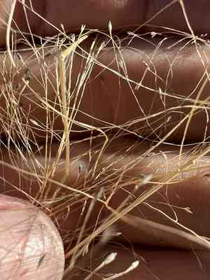 Scratch grass(Muhlenbergia asperifolia)