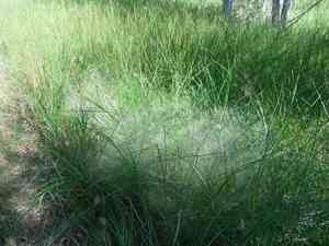 Scratch grass(Muhlenbergia asperifolia)