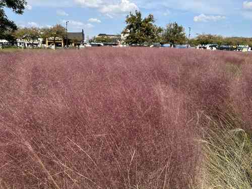 Pink muhly grass(Muhlenbergia capillaris)