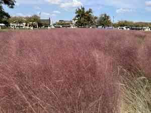 Pink muhly grass(Muhlenbergia capillaris)
