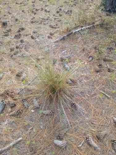 Pink muhly grass(Muhlenbergia capillaris)