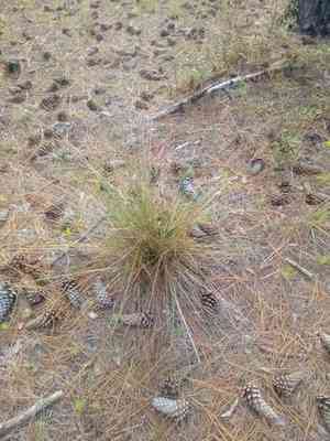 Pink muhly grass(Muhlenbergia capillaris)