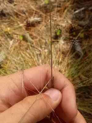 Pink muhly grass(Muhlenbergia capillaris)