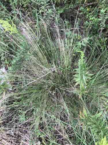 Pink muhly grass(Muhlenbergia capillaris)