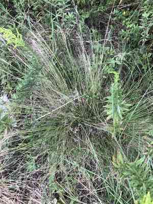 Pink muhly grass(Muhlenbergia capillaris)