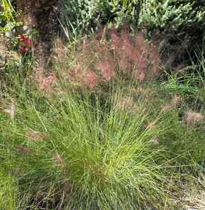 Pink muhly grass(Muhlenbergia capillaris)